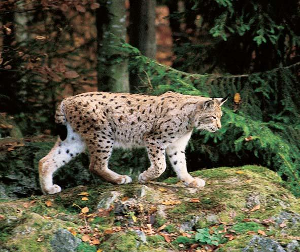Olomoucko Silnû ohroïen druh rys ostrovid (Lynx lynx). hlá ky MÎP ã. 395/92 Sb. je v CHKO Jeseníky zji tûno 2, mj.