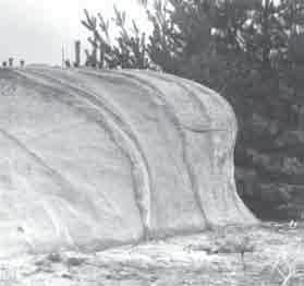 Obr. 5: Oblý blok (Rýbrcoulovo srdce) s křemennými žílami v severní části Borotínského hřbetu. Fig.