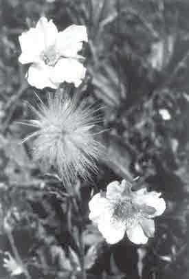 Obr. 2.: Silně ohroženým druhem je kuklice horská (Geum montanum). Foto J.