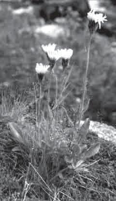 Obr. 4.: Nejčastěji se ze silně ohrožených druhů vykytoval jestřábník Fritzeiův (Hieracium fritzei). Foto J. Málková. Fig. 4.: From the severely endangered species occured Fritzei s hawkweed (Hieracium fritzei) most frequently.