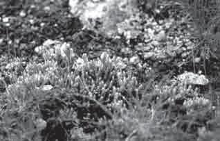 Obr. 6.: Diphasiastrum alpinum na nezapojených stanvištích. Foto J. Málková. Fig. 6.: Diphasiastrum alpinum in scattered habitats sparsely covered with vegetatino.