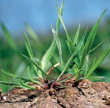 Na lokalitách se silným výskytem trav (těžké, humózní a silně sorpční půdy) je nutné používat maximální doporučené dávky.