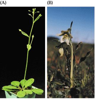 Arabidopsis Arabidopsis- -10 10 7 7 pb pb (A) (A) a Fritillaria Fritillaria- -10 10 11 11 pb pb (B) (B) Rostliny Rostliny se se zcela