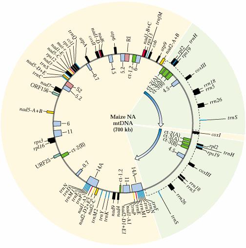 Genom Mitochondrií Vetšina
