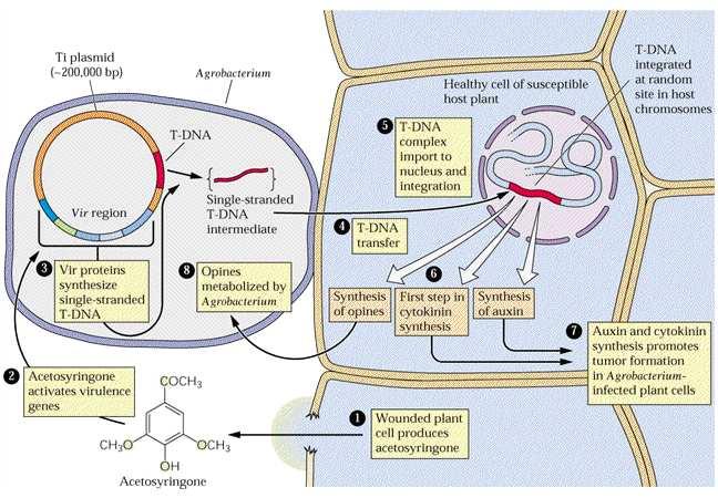 T-DNA JAKO NÁSTROJ ROSTLINNÉ EXPERIMENTÁLNÍ BIOLOGIE Mechanismus přenosu