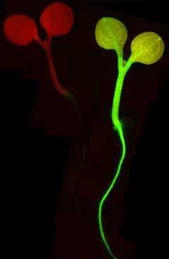 Many structural variants now available commercially (e.g. red fluorescent protein) A.