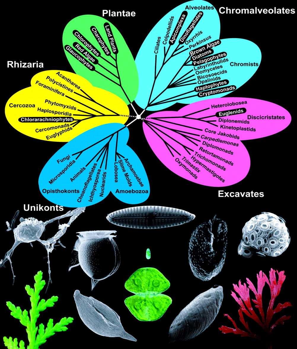 Paulinella chromatophora Cercozoa 860 genů 25% pův.