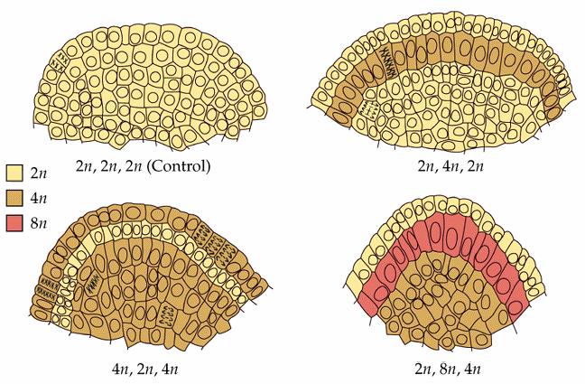 Vliv Vliv ploidie ploidie na na velikost velikost buněk buněk u