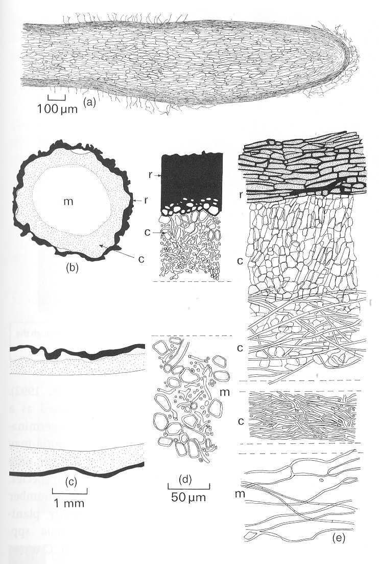 Odd: Askomycota rhizomorfy vznikají paraelním zesílením hyf Odd: Basidiomycota formuje se melanizovaný