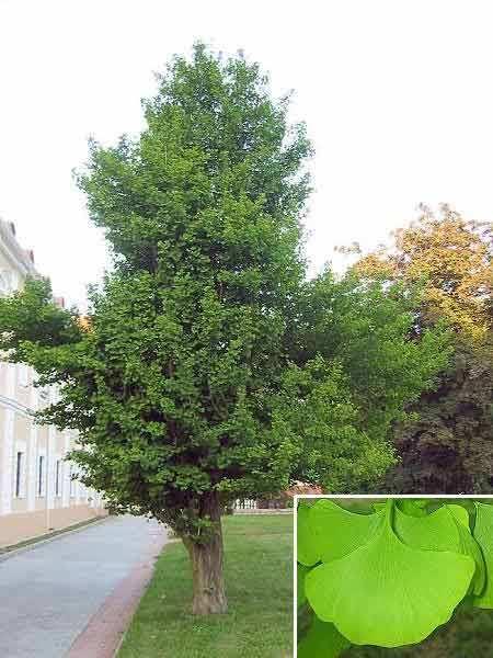 3 Fotopříloha č. 2 5. Požadavek na posouzení stavu zeleně kolem základní školy únor 2011. 6.