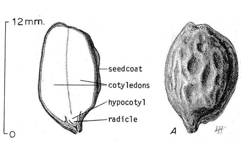 Magnoliopsida oplození z diploidní zygoty se dalším dělením vyvíjí zárodek (embryo), celé vajíčko se mění v semeno,