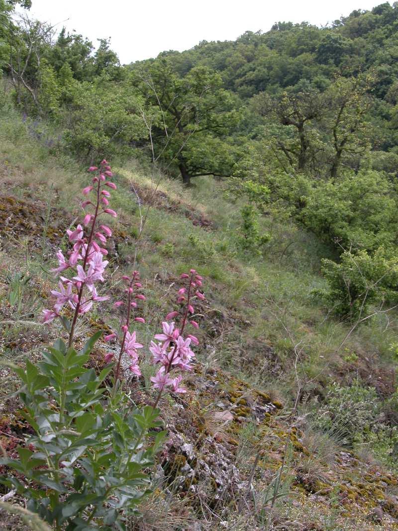 Magnoliopsida třída zahrnující všechny recentní krytosemenné rostliny (nadtřída Angiospermae) byliny nebo