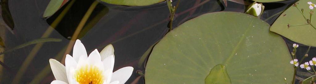 Řád Nymphaeales Čeleď Nymphaeaceae(leknínovité)* Nymphaea alba