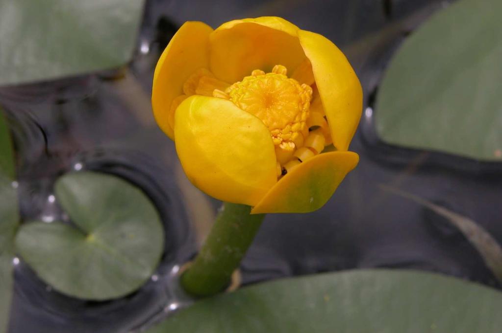 Řád Nymphaeales Čeleď Nymphaeaceae(leknínovité)* Nuphar lutea (stulík