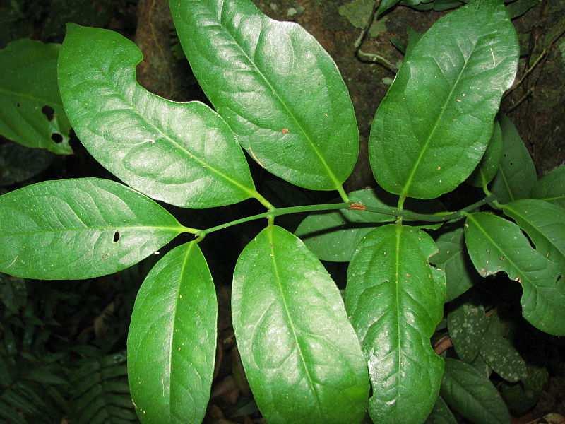 Řád Austrobaileyales** 3 families Family Austrobaileyaceae lianes distribution: Australia, 1/2 Obrázek tanetahi, CC BY 2.