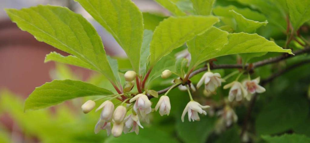 Řád Austrobaileyales Čeleď Schisandraceae ostatní Schisandraceae jednodomé nebo dvoudomé liány listy jednoduché celokrajné střídavé plody bobule