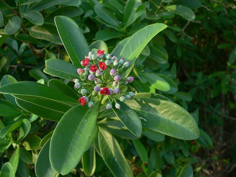 Řád Canellales** Family Canellaceae evergreen shrubs or trees distribution: tropics of Americas and Africa incl.