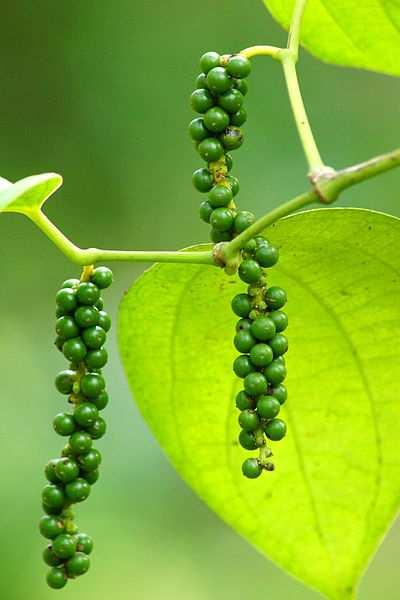 Řád Piperales dřeviny, liány nebo byliny převážně v tropech a subtropech jižní polokoule 3 čeledě* Čeleď Piperaceae (pepřovníkovité) často liány, byliny, keře cévní svazky náznak ataktostélé, dřevo