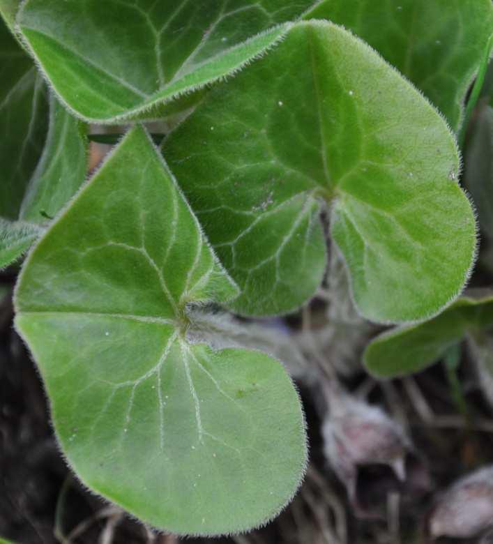 Řád Piperales Čeleď Aristolochiaceae (podražcovité) zygomorfní květy, srůsty květních částí, dlanitá žilnatina listu byliny, dřevnaté