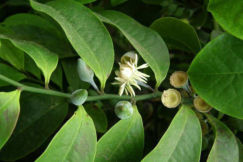 Řád Magnoliales** Family Eupomatiaceae shrubs distribution: New Guinea and E. Australia, 1/2 Obrázek Bachelot Pierre J-P, CC BY-SA 3.