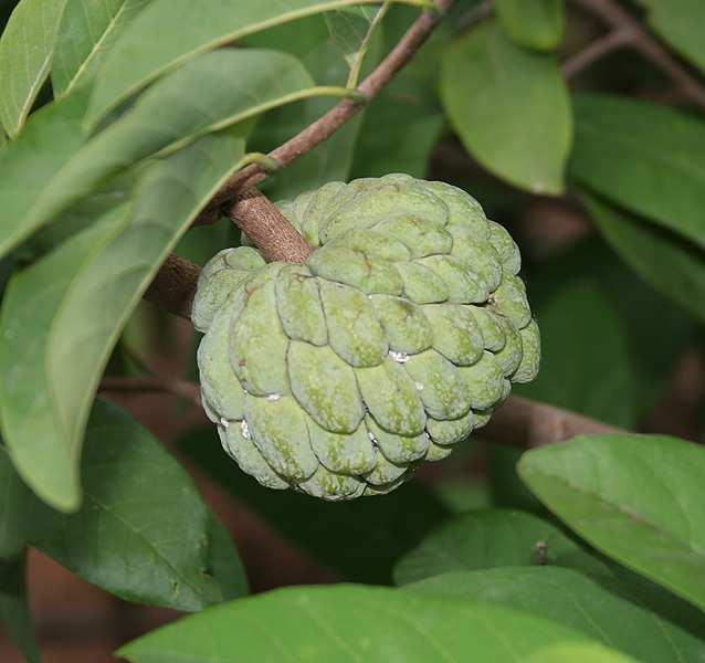 Řád Magnoliales Čeleď Annonaceae (láhevníkovité) dřeviny (i liány) s celistvými listy a 3 četnými květy květní lůžko a části květů dužnatí a vytváří jedlé souplodí výskyt převážně tropy 129/2100