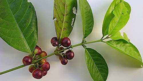 Řád Laurales** Family Siparunaceae shrubs or lianes distribution: tropical America (Siparuna), W.