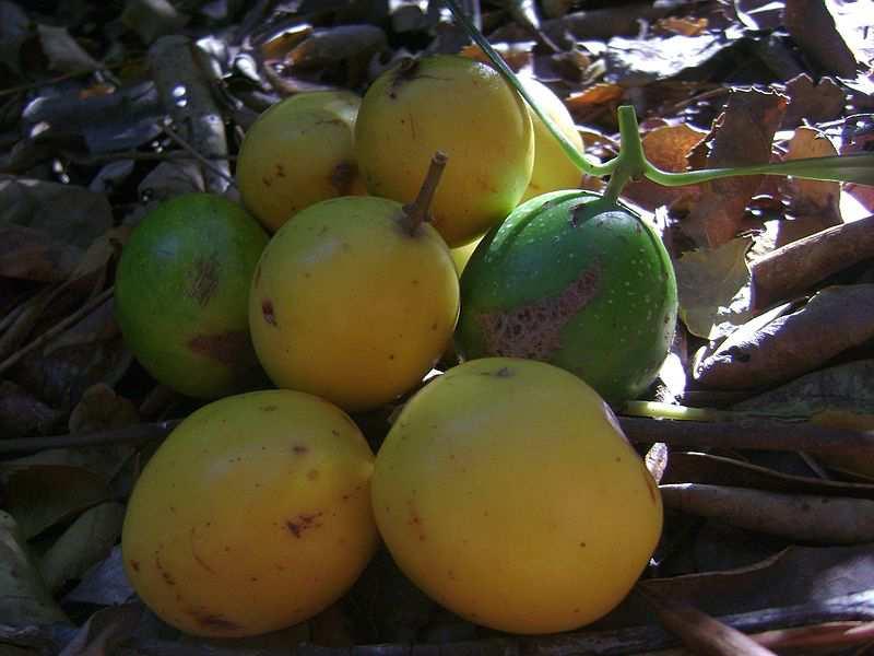 Řád Laurales** Family Gomortegaceae aromatic plants, yellow edible sweet fruit distribution: C.