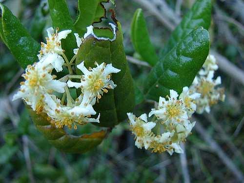 Řád Laurales** Family Monimiaceae lianes, shrubs or trees distribution: tropics of S. hemisphere, esp.