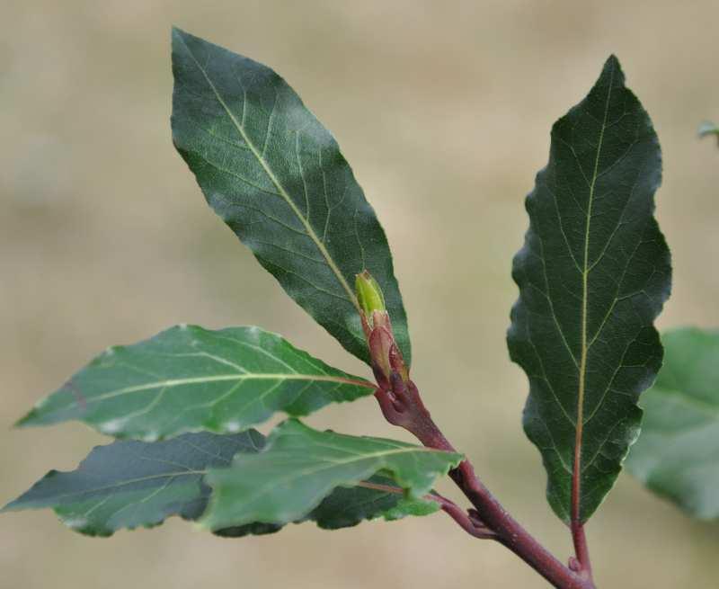 Řád Laurales Čeleď Lauraceae (vavřínovité) Laurus nobilis (vavřín ušlechtilý) strom, třetihorní relikt Mediteránu, obsahuje velké