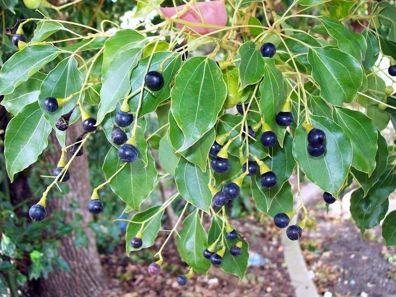 Řád Laurales Čeleď Lauraceae (vavřínovité) Cinnamomum camphora (kafrovník lékařský) strom z JV Asie, ve dřevě obsahuje kafrovou silici použití v lékařství