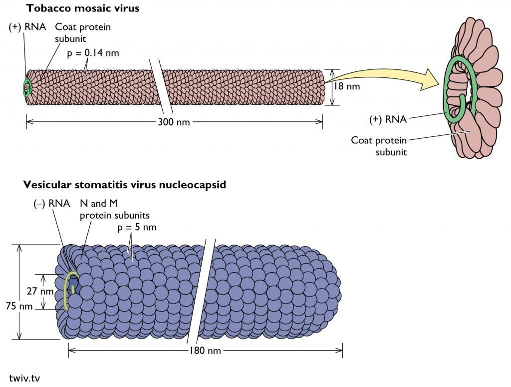 Symetrie kapsid (2)