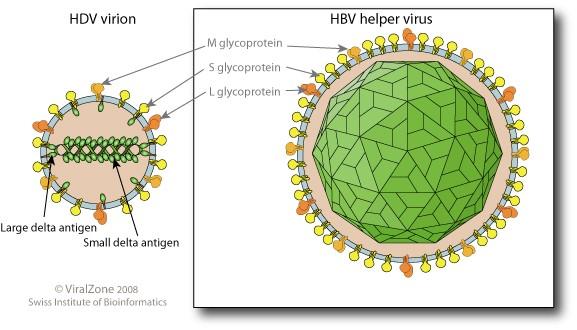 satelitní virus