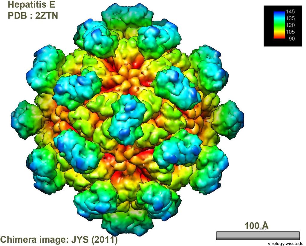 Hepatitis E