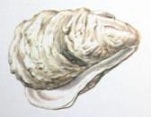 rybničná (Anodonta cygnea) Velebrub