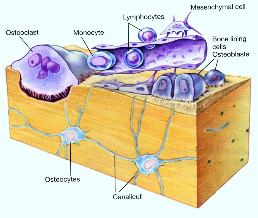 Osteoklasty: 20-100 um mnohojaderné obrovské buňky leží na povrchu kosti v Howshipových lakunách Tvoří
