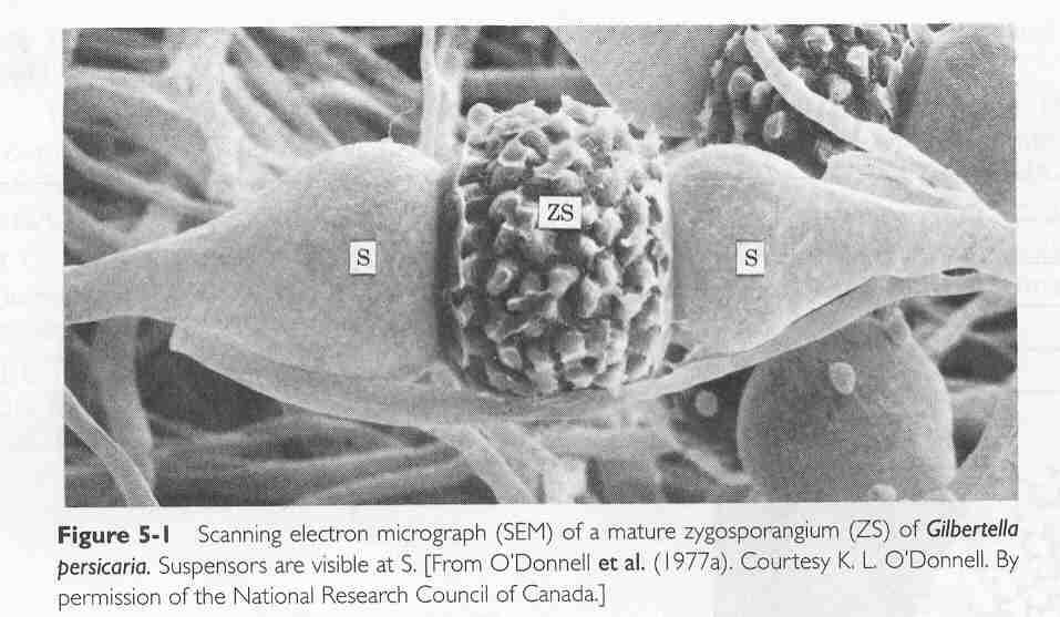 1/ zygosporangium 2/azygosporangium formuje se partenogeneticky bez plazmogamie a karyogamie, 1