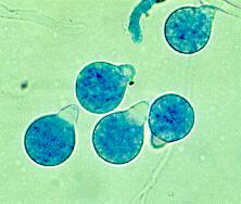 světlem. Mohou produkovat primární a sekundární konidie.