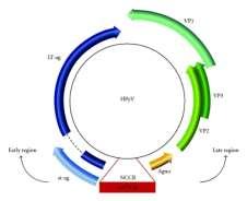 buněčnými histonovými proteiny H2a, H2b, HH3 a H4 v komplexu podobným chromatinu Časné geny a pozdní geny