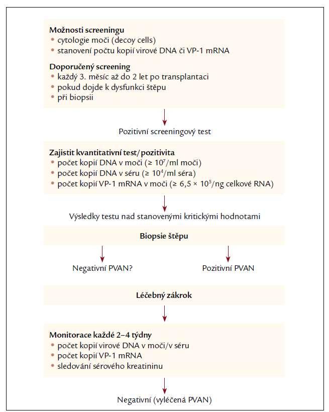 Diagnostika BKPyV BK polyomavirus monitoring u pacientů po