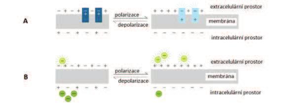 Obrázek 9: A rychle reagující sondy, B pomalu reagující sondy, převzato z [11] 5. 1 