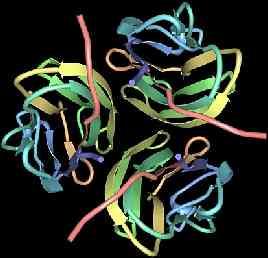 Anhidrotická ektodermální dysplázie je způsobena mutací genu EDA Tento gen kóduje protein