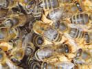 mechanismy přirozené odolnosti či vnímavosti k varroóze se projevují až při vyšší hladině početnosti kleštíků ve včelstvech (Čermák, 2010; Holub, 2010).