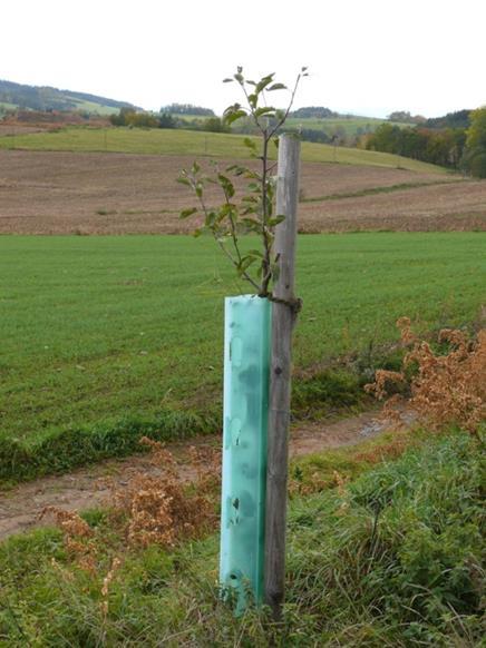 Podpora adaptace na změnu klimatu v pro menší projekty: 1) Program péče o krajinu (PPK) 2) Podpora obnovy přirozených funkcí krajiny (POPFK) výsadby v krajině