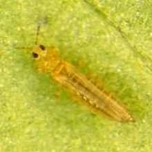 TŘÁSNĚNKA LNOVÁ (Thrips linarius) dospělec larva Příznaky napadení Ochrana Rostliny se zpožďují v růstu; u těžce postižených rostlin dochází k nadměrnému větvení a kroucení stonků; zasychání