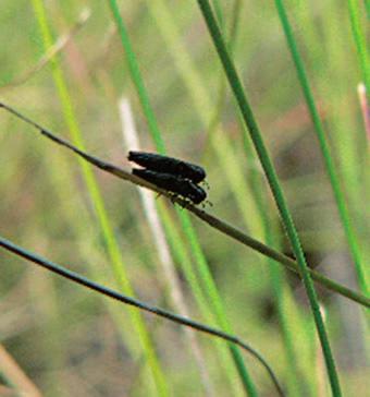 Ochrana přírody do hnízd mravenců z rodu Myrmica, kde přes zimu parazitují a dokončují vývoj.