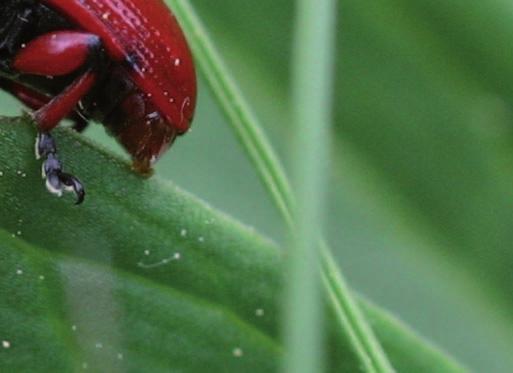 ochranaprirody.cz e-mail: cstred@nature.cz Správa chráněné krajinné oblasti Lužické hory Školní 12, 471 25 Jablonné v Podještědí www.luzickehory.ochranaprirody.cz e-mail: luzhory@nature.