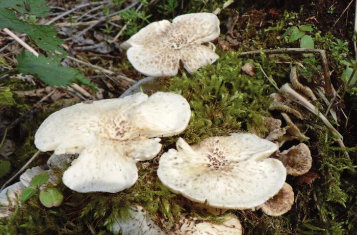 ona ria) EN hřib bronzový (Boletus aereus) VU