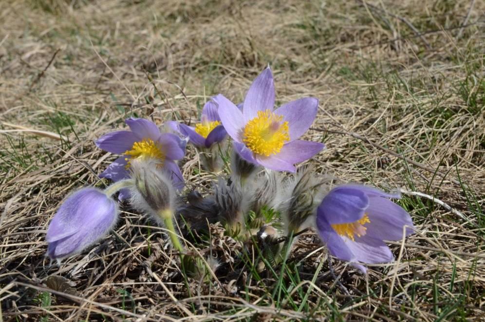 Botanický monitoring PPK, odečty dat: o okruh A1; 2 lokality (Harbechy Gentiana cruciata, Hostěnice Euphorbia salicifolia), o A2; 4 lokality (Vykydalova stráň, Macošská stráň, PR Mokřad pod Tipečkem,