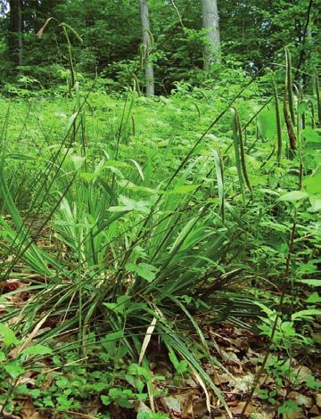 2 Carex pendula, Svatotomášská hornatina, východní svahy Medvědí hory u Nových Domků (foto J. Wimmer 2008) Fig.