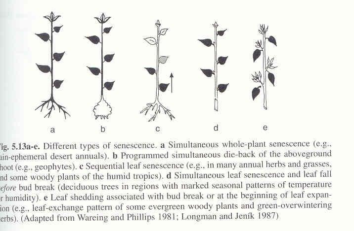 12. Senescence stárnutí